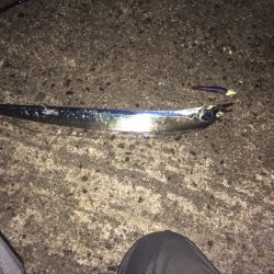 タチウオワインド