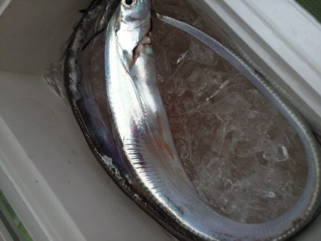 夕まずめ 太刀魚