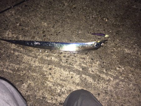 タチウオワインド