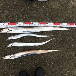 青物狙いが・・・