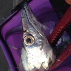 タチウオワインド