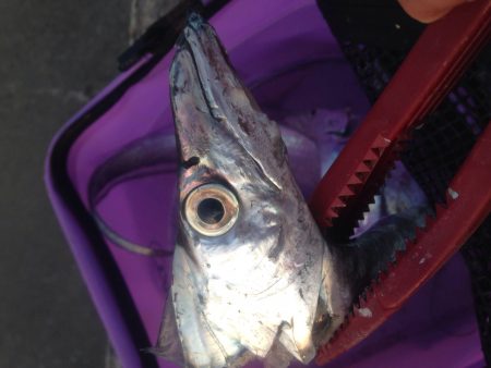 タチウオワインド