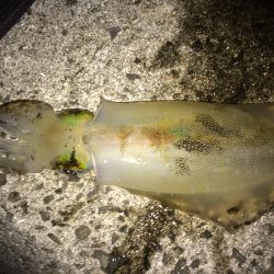 エギング夕まずめ