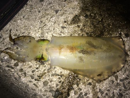 エギング夕まずめ