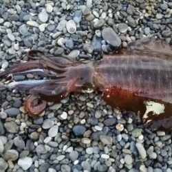 まさかのアオリ