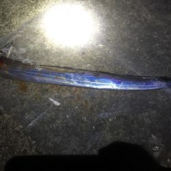 太刀魚くんはご機嫌ななめ(ｰ ｰ;)