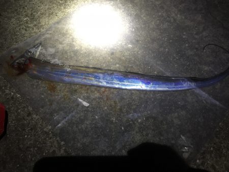 太刀魚くんはご機嫌ななめ(ｰ ｰ;)