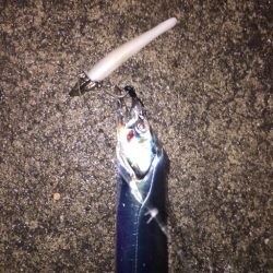 豪雨でもタチウオはいる