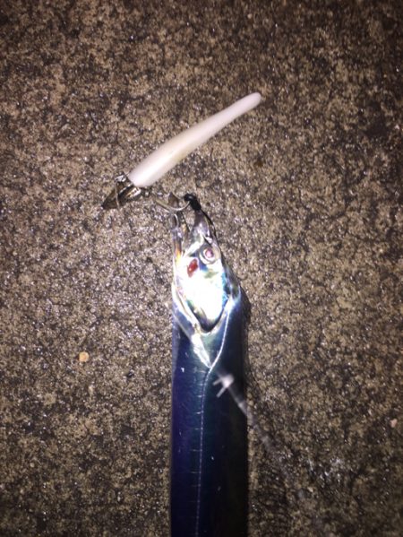 豪雨でもタチウオはいる