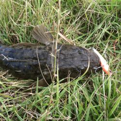 初めての紀の川