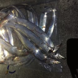 今日の太刀魚さん、ご機嫌上々(^^)