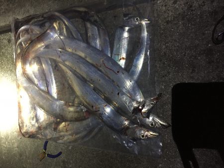 今日の太刀魚さん、ご機嫌上々(^^)