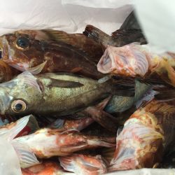 初フラットフィッシュ