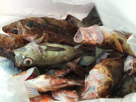 初フラットフィッシュ