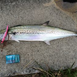 朝まづめにGET‼︎