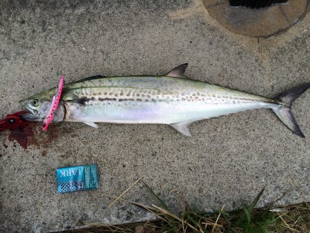 朝まづめにGET‼︎