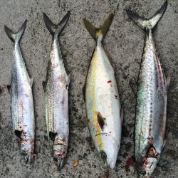 シーバス 青物高活性！