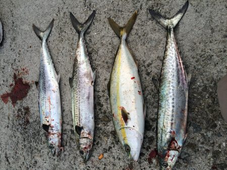 シーバス 青物高活性！