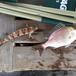 今日もカレイ狙い…