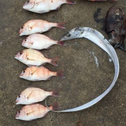 カゴ釣りでチャリコ