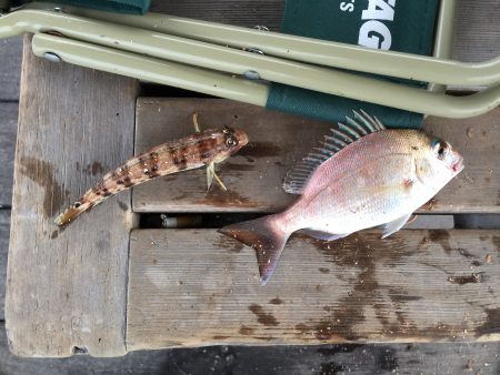 今日もカレイ狙い…