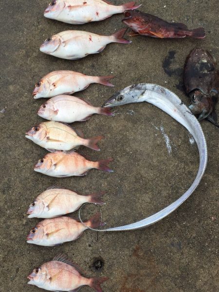 カゴ釣りでチャリコ