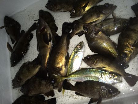 コンビナートテトラ帯メバリング