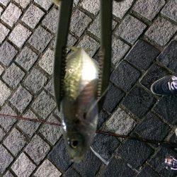 洲本港アジング！