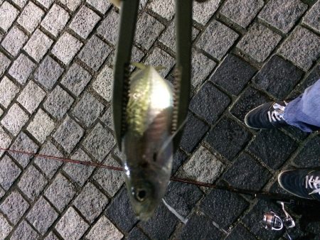 洲本港アジング！