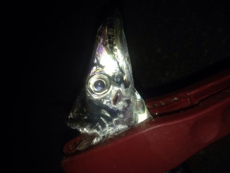 ワインドタチウオ