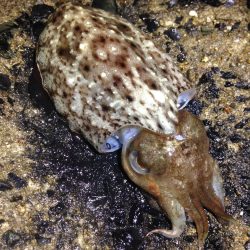 やれやれだぜ。