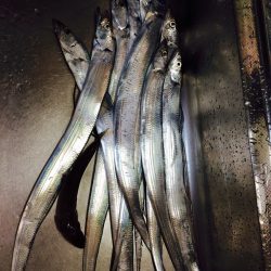 太刀魚あたり多し。