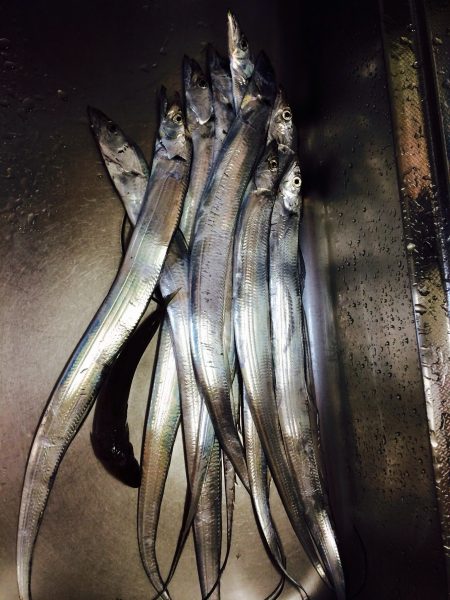 太刀魚あたり多し。