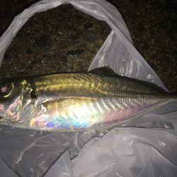 舞鶴ランガンライトゲーム