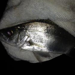 とほほなヒラセイゴ