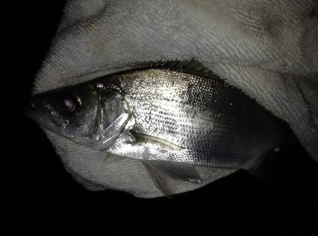 とほほなヒラセイゴ