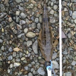 紀ノ川シーバス調査