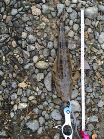 紀ノ川シーバス調査