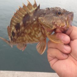 カレイはまだみたいです