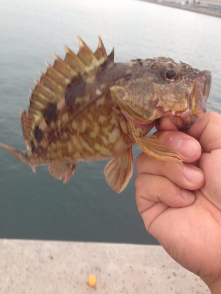 カレイはまだみたいです