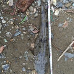 紀ノ川シーバス