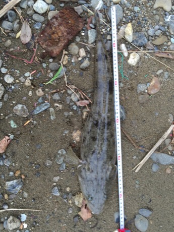 紀ノ川シーバス