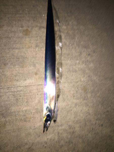 久しぶりのタチウオ！