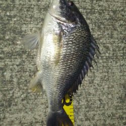 釣れてると噂をきいて久しぶりのチニング！