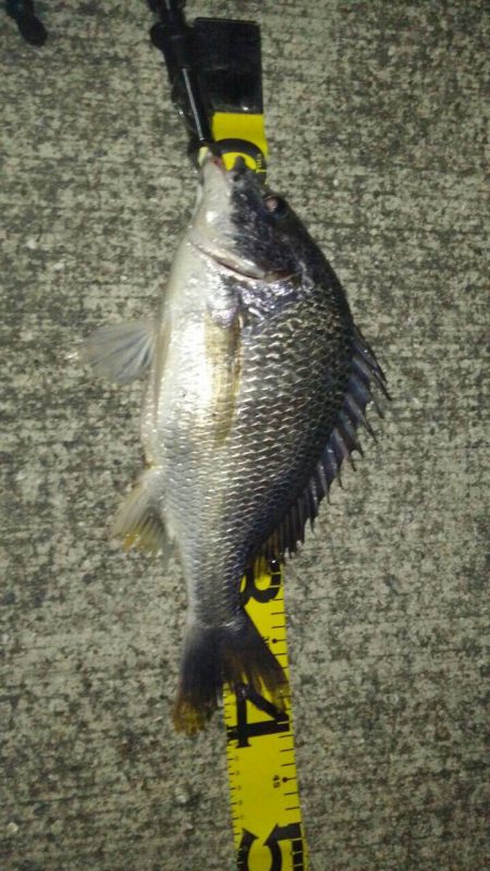 釣れてると噂をきいて久しぶりのチニング！