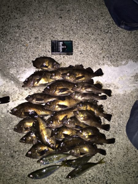 メバル。アジ調査  第1弾