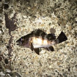 チビメバリング