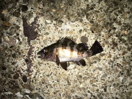 チビメバリング