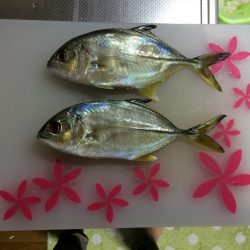 煙樹ヶ浜でショアジギング