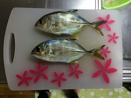 煙樹ヶ浜でショアジギング